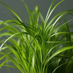 Plant in a Box Kattengras - Set van 4 - Cyperus zumula - Hoogte 30-40cm - ⌀12cm