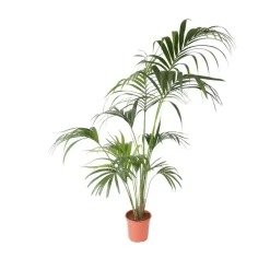 Plant in a Box Kentiapalm - Howea forsteriana - Hoogte 150-170cm - ⌀24cm