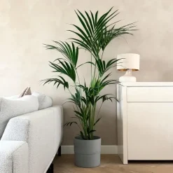 Plant in a Box Kentiapalm - Howea forsteriana - Hoogte 150-170cm - ⌀24cm