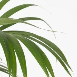 Plant in a Box Kentiapalm - Howea forsteriana - Hoogte 150-170cm - ⌀24cm