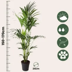 Plant in a Box Kentiapalm - Howea forsteriana - Hoogte 150-170cm - ⌀24cm