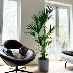 Plant in a Box Kentiapalm - Howea forsteriana - Hoogte 150-170cm - ⌀24cm