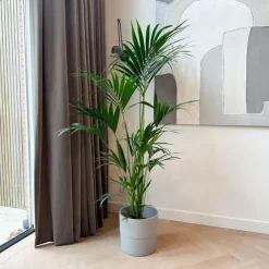 Plant in a Box Kentiapalm - Howea forsteriana - Hoogte 150-170cm - ⌀24cm