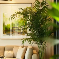 Plant in a Box Kentiapalm - Howea forsteriana - Hoogte 150-170cm - ⌀24cm