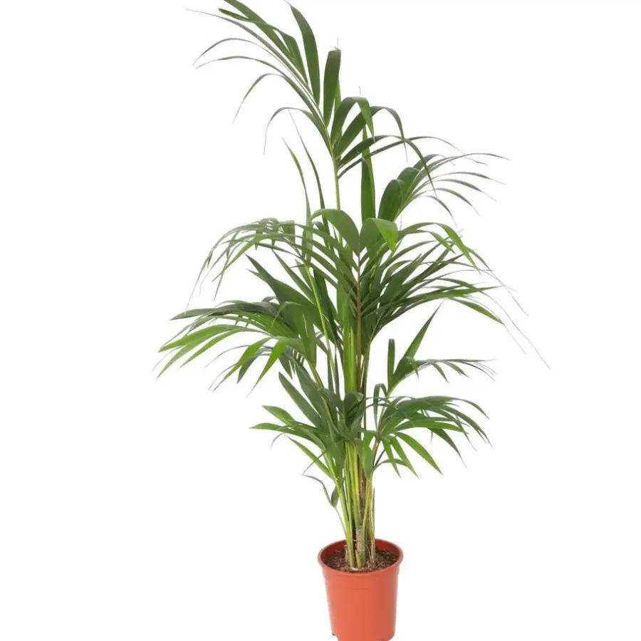 Kamerplanten-Plant in a Box Kentiapalm - Howea forsteriana - Hoogte 130-140cm - ⌀21cm