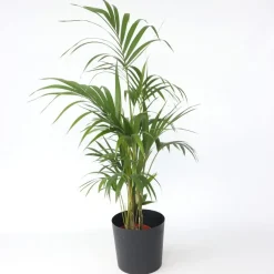 Kamerplanten-Plant in a Box Kentiapalm - Howea forsteriana - Hoogte 130-140cm - ⌀21cm