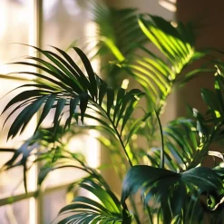 Kamerplanten-Plant in a Box Kentiapalm - Howea forsteriana - Hoogte 130-140cm - ⌀21cm