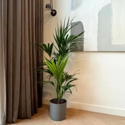 Kamerplanten-Plant in a Box Kentiapalm - Howea forsteriana - Hoogte 130-140cm - ⌀21cm