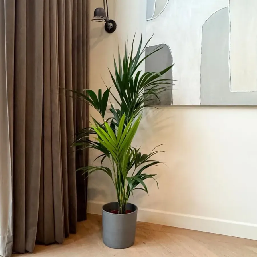 Kamerplanten-Plant in a Box Kentiapalm - Howea forsteriana - Hoogte 130-140cm - ⌀21cm