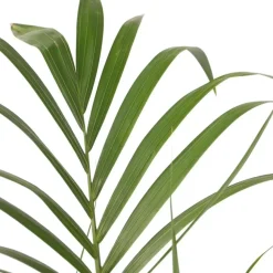 Kamerplanten-Plant in a Box Kentiapalm - Howea forsteriana - Hoogte 130-140cm - ⌀21cm
