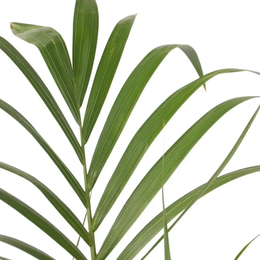 Kamerplanten-Plant in a Box Kentiapalm - Howea forsteriana - Hoogte 130-140cm - ⌀21cm