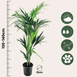 Kamerplanten-Plant in a Box Kentiapalm - Howea forsteriana - Hoogte 130-140cm - ⌀21cm
