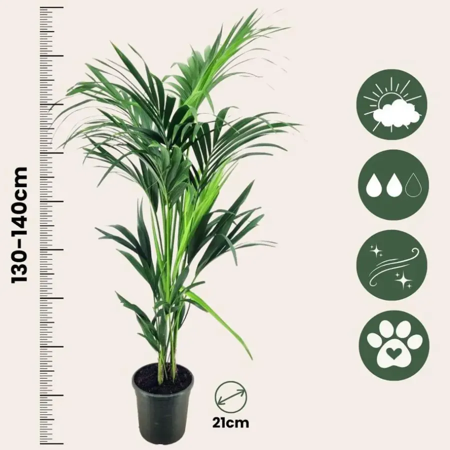 Kamerplanten-Plant in a Box Kentiapalm - Howea forsteriana - Hoogte 130-140cm - ⌀21cm