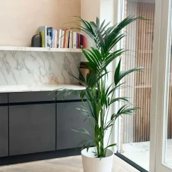 Kamerplanten-Plant in a Box Kentiapalm - Howea forsteriana - Hoogte 130-140cm - ⌀21cm