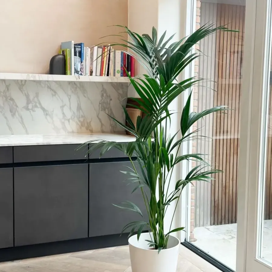 Kamerplanten-Plant in a Box Kentiapalm - Howea forsteriana - Hoogte 130-140cm - ⌀21cm