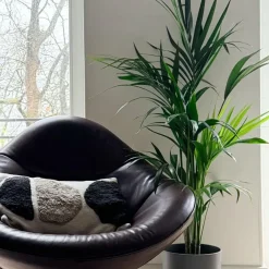 Kamerplanten-Plant in a Box Kentiapalm - Howea forsteriana - Hoogte 130-140cm - ⌀21cm
