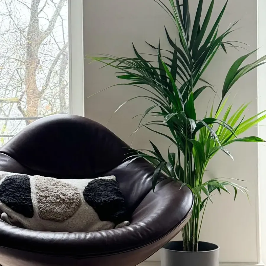 Kamerplanten-Plant in a Box Kentiapalm - Howea forsteriana - Hoogte 130-140cm - ⌀21cm