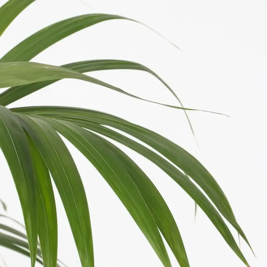 Kamerplanten-Plant in a Box Kentiapalm - Howea forsteriana - Hoogte 130-140cm - ⌀21cm