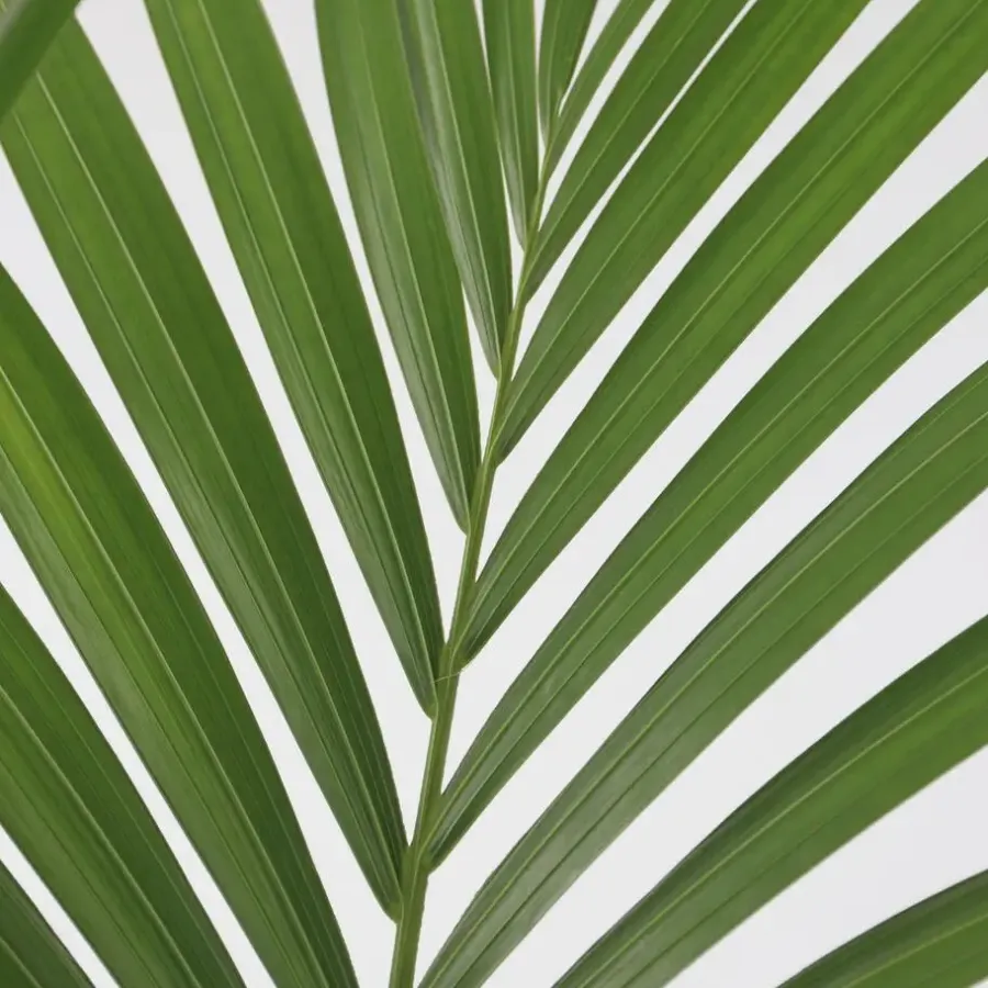 Kamerplanten-Plant in a Box Kentiapalm - Howea forsteriana - Hoogte 130-140cm - ⌀21cm