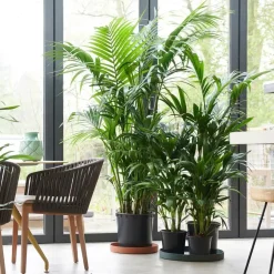 Plant in a Box Kentiapalm - Howea forsteriana - Hoogte 90-100cm - ⌀18cm