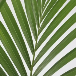 Plant in a Box Kentiapalm - Howea forsteriana - Hoogte 90-100cm - ⌀18cm