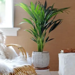 Plant in a Box Kentiapalm - Howea forsteriana - Hoogte 90-100cm - ⌀18cm