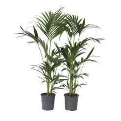 Plant in a Box Kentiapalm - Set van 2 - Howea forsteriana - Hoogte 90-100cm - ⌀18cm