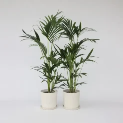 Plant in a Box Kentiapalm - Set van 2 - Howea forsteriana - Hoogte 90-100cm - ⌀18cm
