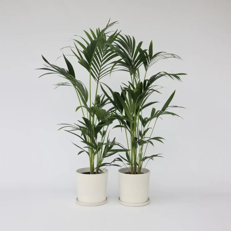 Plant in a Box Kentiapalm - Set van 2 - Howea forsteriana - Hoogte 90-100cm - ⌀18cm