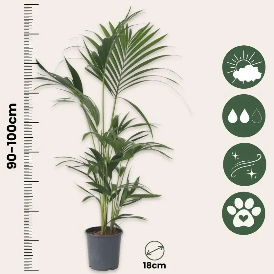 Plant in a Box Kentiapalm - Set van 2 - Howea forsteriana - Hoogte 90-100cm - ⌀18cm
