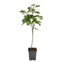 Planten|Bomen-Plant in a Box Kersenboom - Prunus avium 'Stella' - Zoete kers - Hoogte 90-110cm - ⌀23cm