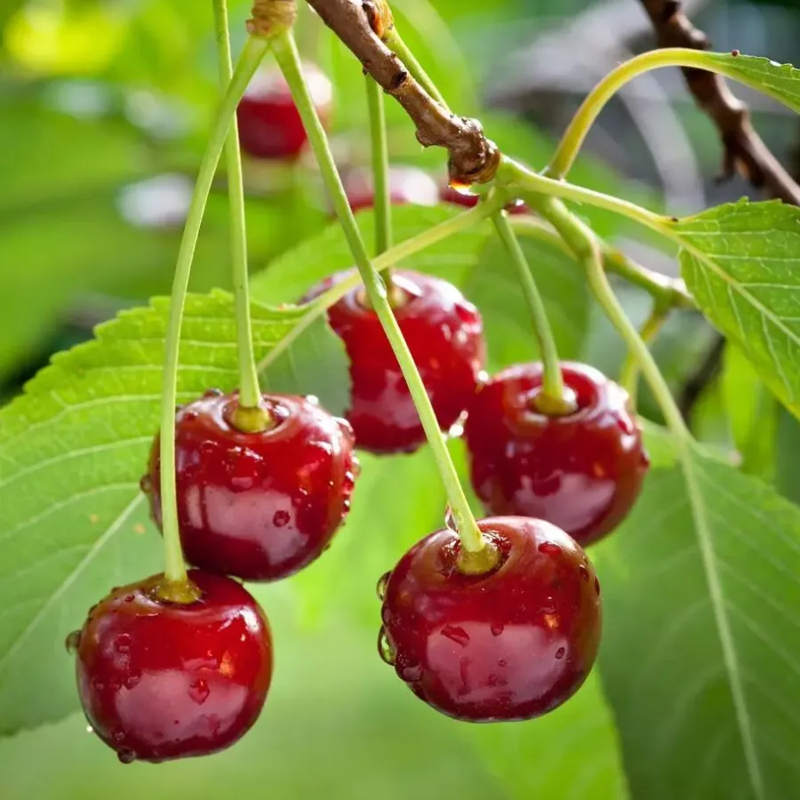 Plant in a Box Kersenboom - Prunus avium - Zoete kers - Hoogte 90-110cm - ⌀23cm