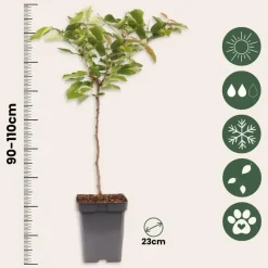 Plant in a Box Kersenboom - Prunus avium - Zoete kers - Hoogte 90-110cm - ⌀23cm