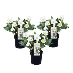 Planten|Tuinplanten-Plant in a Box Kerstroos - Set van 3 - Helleborus niger 'Mont Blanc' - Hoogte 20-30cm - ⌀12cm