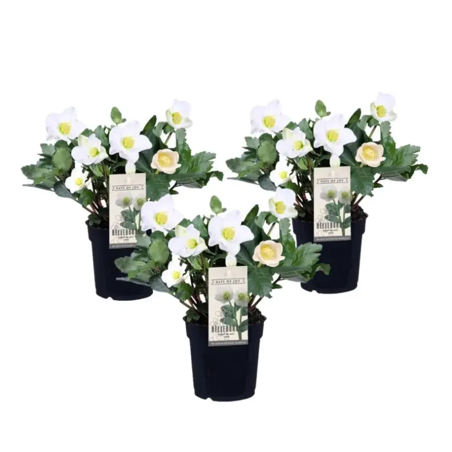 Planten|Tuinplanten-Plant in a Box Kerstroos - Set van 3 - Helleborus niger 'Mont Blanc' - Hoogte 20-30cm - ⌀12cm