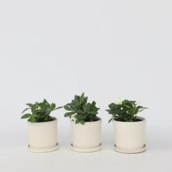 Planten|Tuinplanten-Plant in a Box Kerstroos - Set van 3 - Helleborus niger 'Mont Blanc' - Hoogte 20-30cm - ⌀12cm