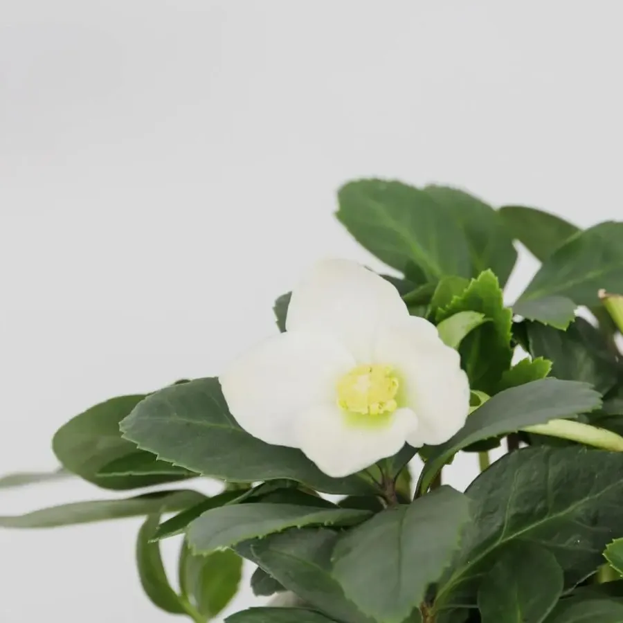 Planten|Tuinplanten-Plant in a Box Kerstroos - Set van 3 - Helleborus niger 'Mont Blanc' - Hoogte 20-30cm - ⌀12cm