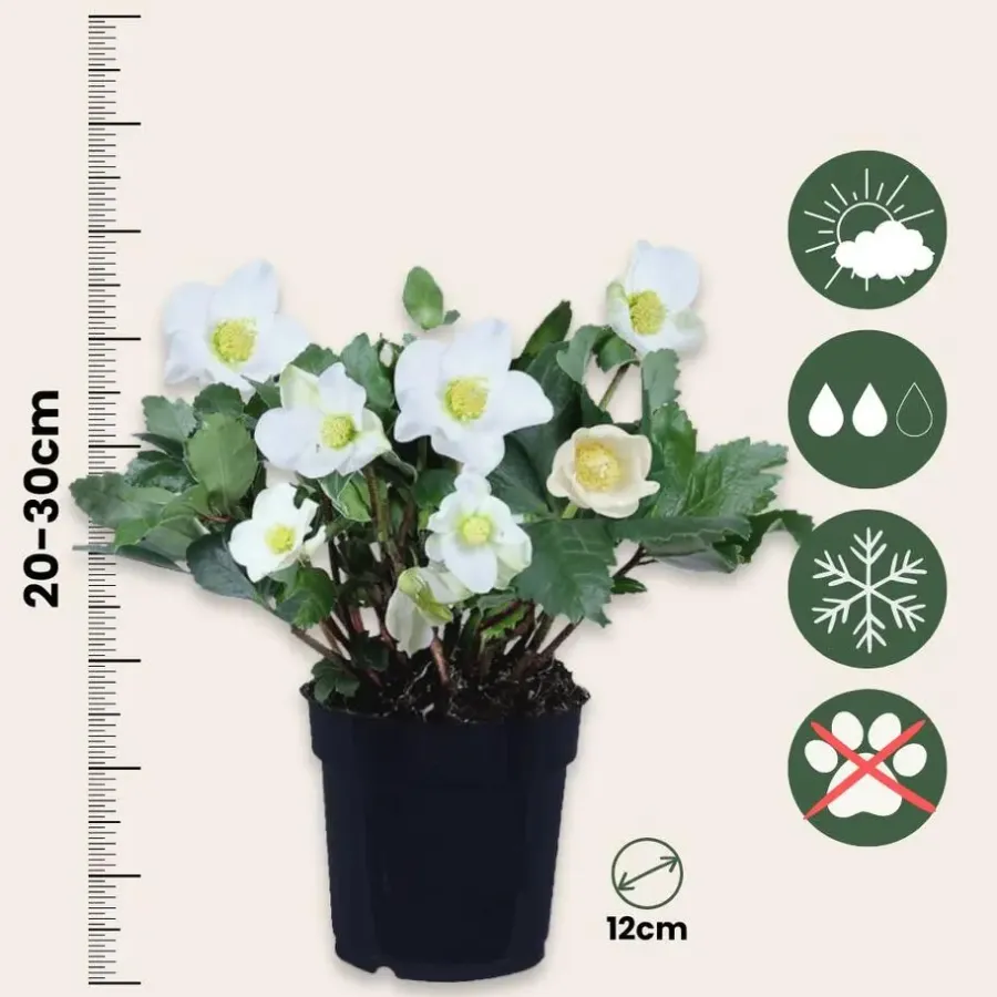 Planten|Tuinplanten-Plant in a Box Kerstroos - Set van 3 - Helleborus niger 'Mont Blanc' - Hoogte 20-30cm - ⌀12cm