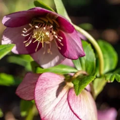 Plant in a Box Kerstroos - Set van 3 - Helleborus orientalis - Hoogte 20-30cm - ⌀12cm