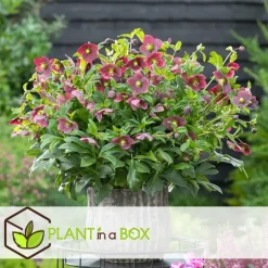 Plant in a Box Kerstroos - Set van 3 - Helleborus orientalis - Hoogte 20-30cm - ⌀12cm