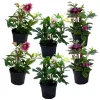 Plant in a Box Kerstroos - Set van 6 - Helleborus orientalis - Hoogte 20-30cm - ⌀12cm