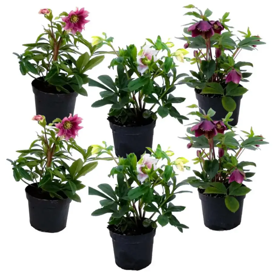 Plant in a Box Kerstroos - Set van 6 - Helleborus orientalis - Hoogte 20-30cm - ⌀12cm