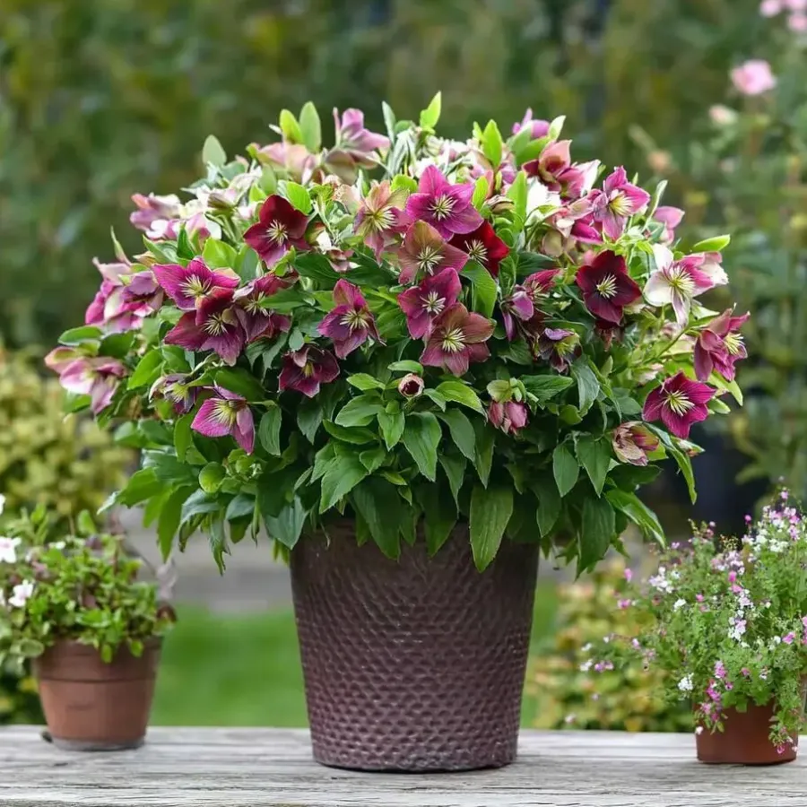 Plant in a Box Kerstroos - Set van 6 - Helleborus orientalis - Hoogte 20-30cm - ⌀12cm