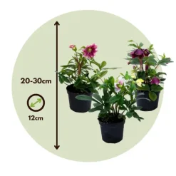 Plant in a Box Kerstroos - Set van 6 - Helleborus orientalis - Hoogte 20-30cm - ⌀12cm