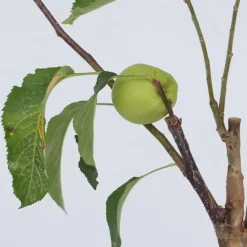 Plant in a Box Klassieke Appelmix - Malus - Hoogte 60-70cm - ⌀17cm