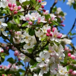 Plant in a Box Klassieke Appelmix - Malus - Hoogte 60-70cm - ⌀17cm