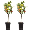 Bomen-Plant in a Box Klassieke Appelmix - Set van 2 - Malus - Hoogte 60-70cm - ⌀17cm
