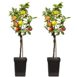 Bomen-Plant in a Box Klassieke Appelmix - Set van 2 - Malus - Hoogte 60-70cm - ⌀17cm
