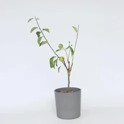 Bomen-Plant in a Box Klassieke Appelmix - Set van 2 - Malus - Hoogte 60-70cm - ⌀17cm