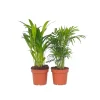 Kamerplanten-Plant in a Box Kleine kamerpalmen - Set van 2 - Dypsis, Chamaedorea - Hoogte 25-40cm - ⌀12cm